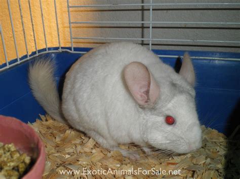 chinchilla for sale|chinchillas for free adoption.